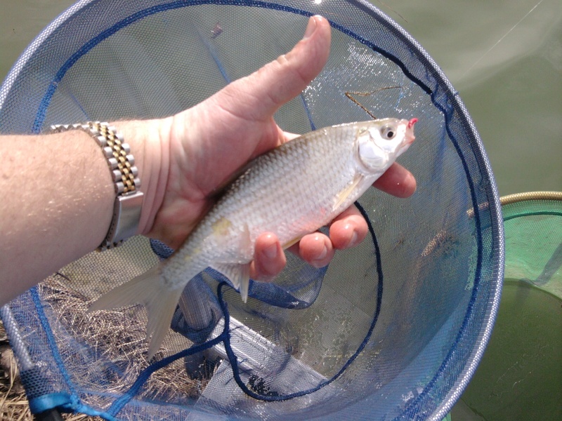 Petite pêche à l'arrache avant la tempete Photo019