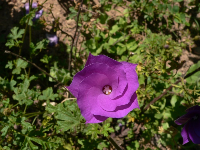 hibiscus P1130733