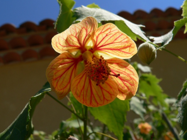hibiscus P1130810