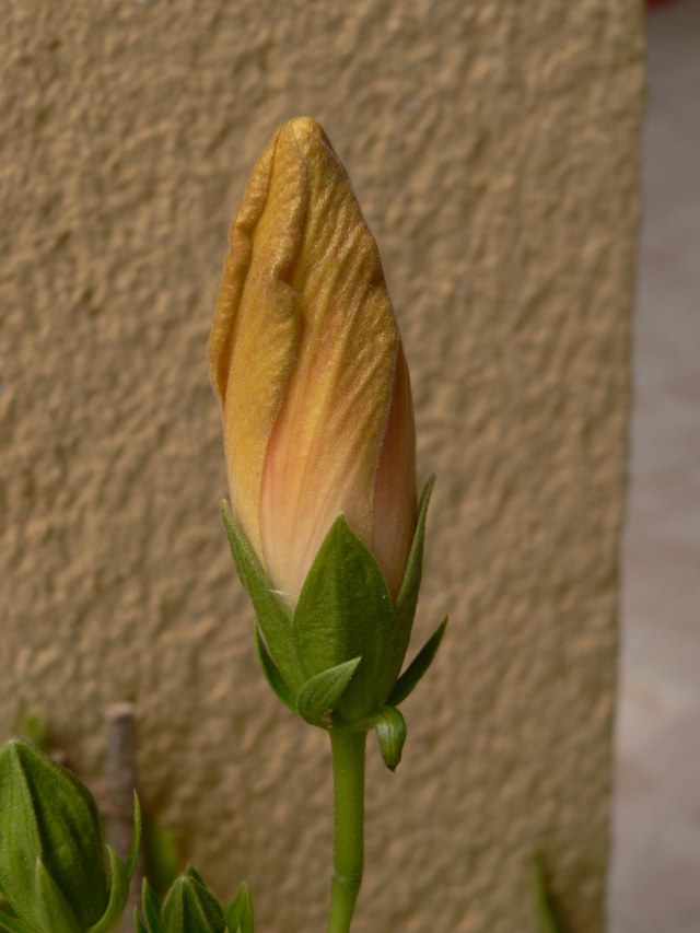 hibiscus P1130821