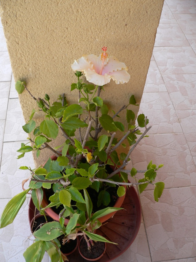 hibiscus P1130838