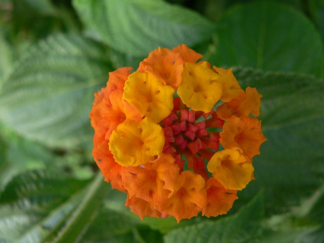 fleur de jardin P1140017