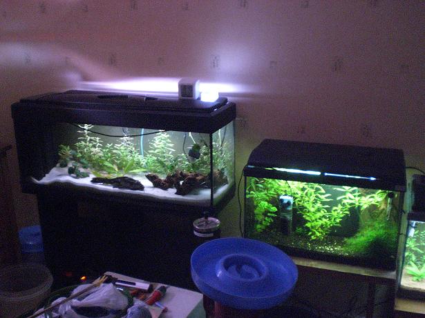 ma fishroom 24a10