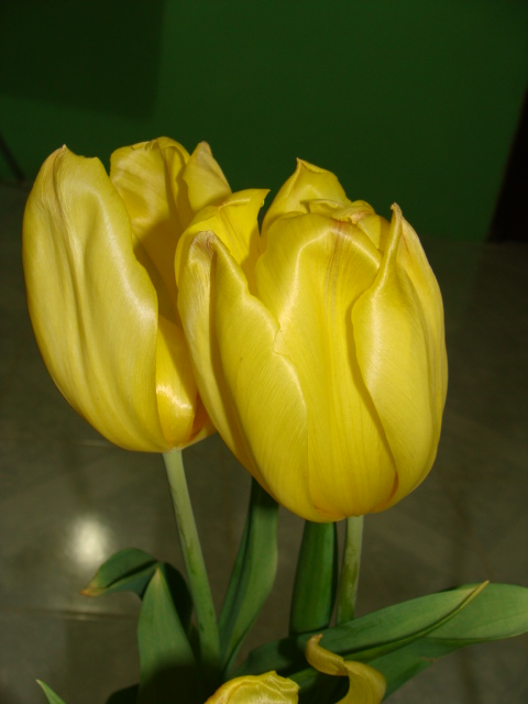 Tulipanes y demas bulbos!! Mia_pl10