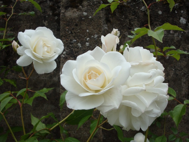 Rosiers et roses. Faune_99