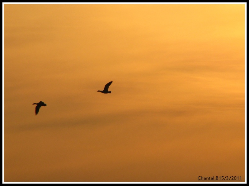 quelque coucher de soleil du 15 mars 2011 653