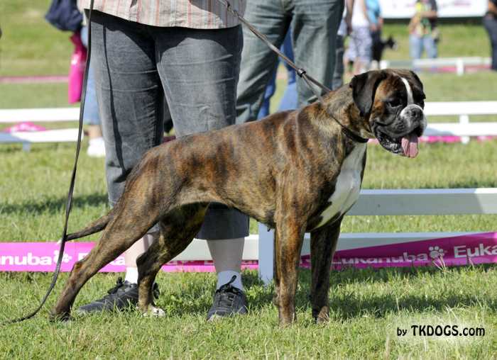 Saillie à l'Aire d'Alsace Bratzala x Ido (51 - Marne) Bratza11