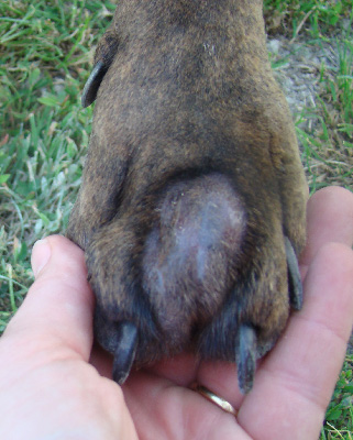 Pb entre les doigts - Santé des chiens Boxer - Nimo