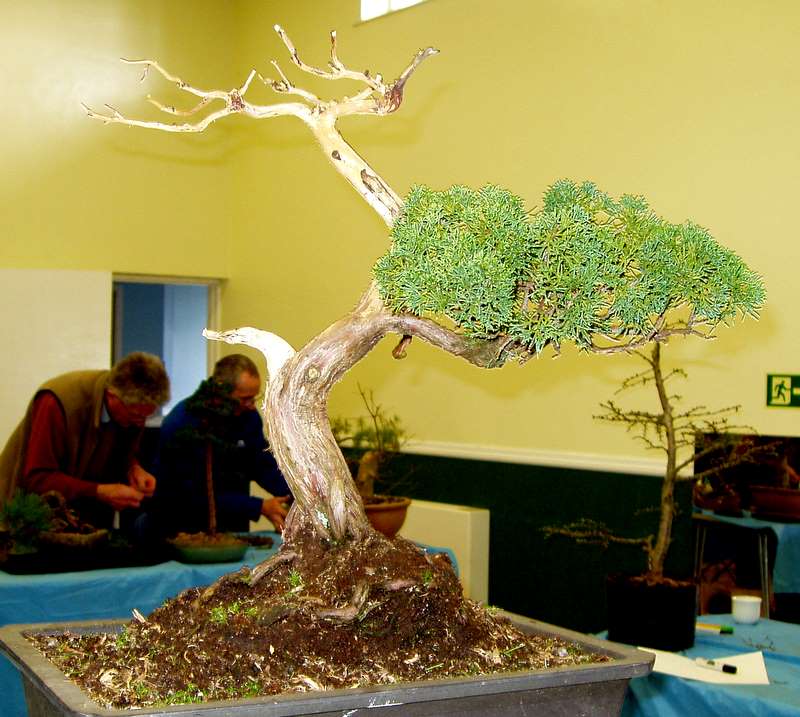 Busy bonsai weekend 04610