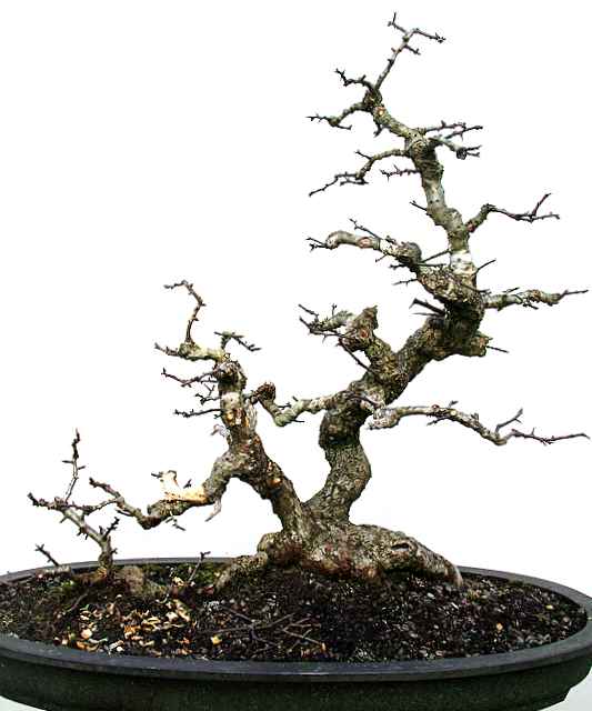 10 year dug Yamadori hawthorn 693311