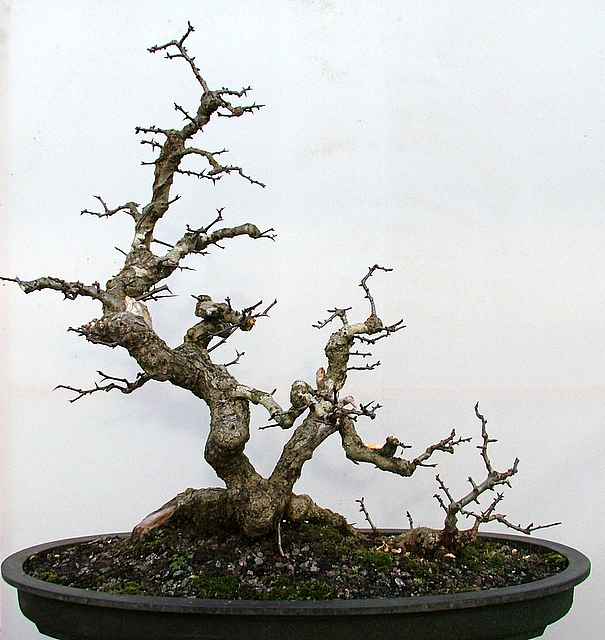 10 year dug Yamadori hawthorn 693416