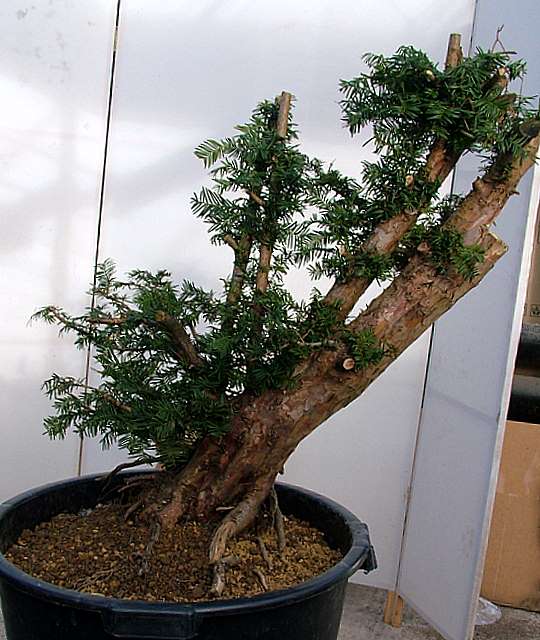 Dragon bonsai workshop 694711