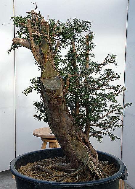 Dragon bonsai workshop 695011