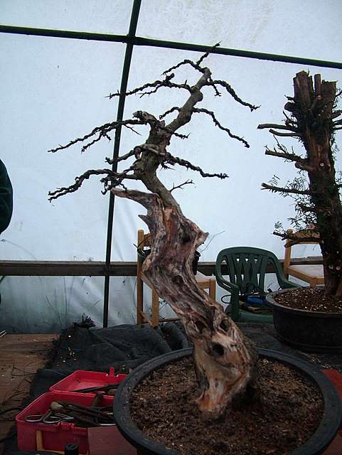 Dragon bonsai workshop 696411