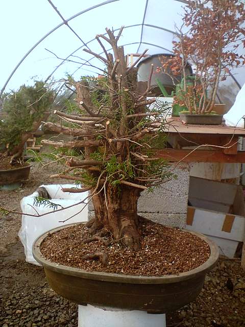 Dragon bonsai workshop Abcd0010