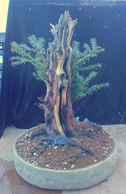 Dragon bonsai workshop Dsc00110