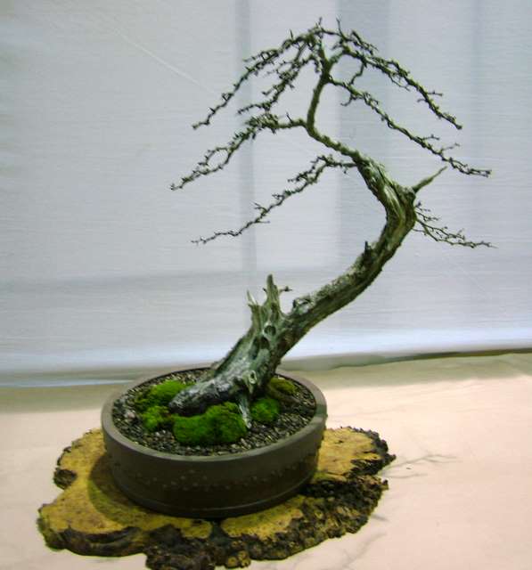 Dragon bonsai winter image Dscf2915