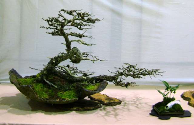 Dragon bonsai winter image Dscf2917
