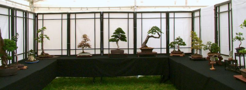 Dragon bonsai annual show set up. Dscf4612