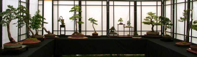 Dragon bonsai annual show set up. Dscf4614