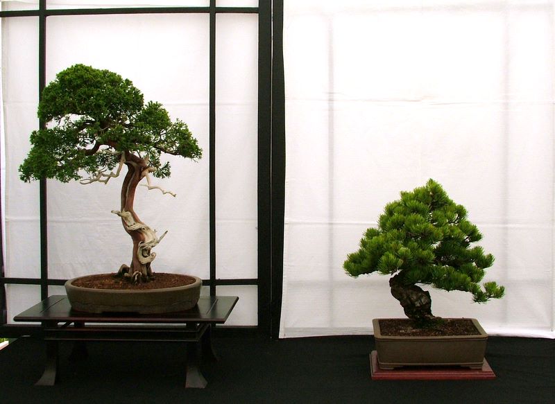 Dragon bonsai annual show set up. Dscf4616