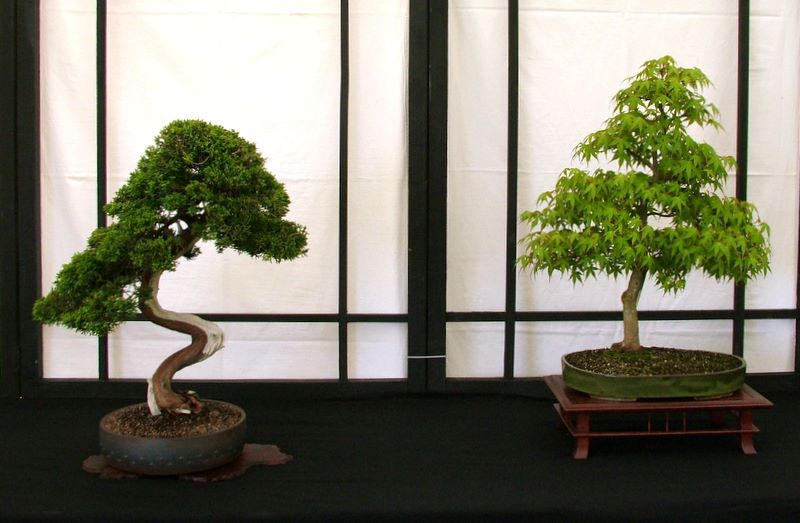 Dragon bonsai annual show set up. Dscf4617