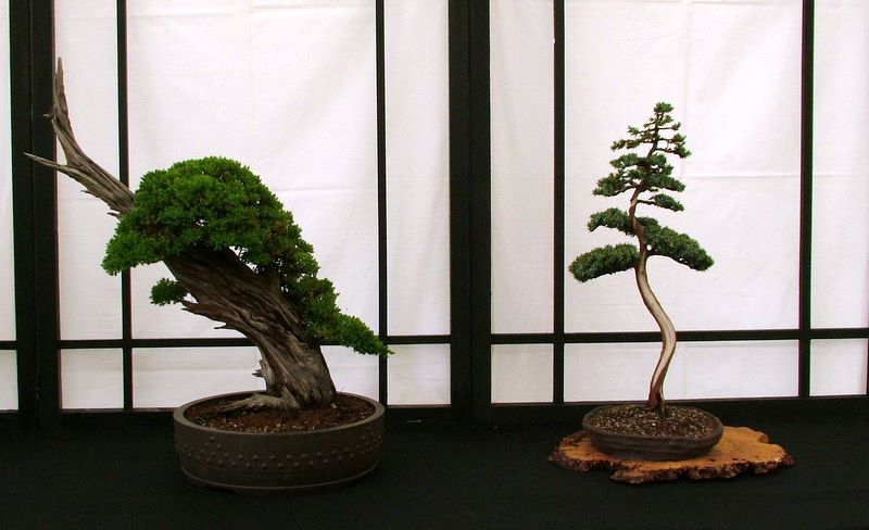 Dragon bonsai annual show set up. Dscf4619