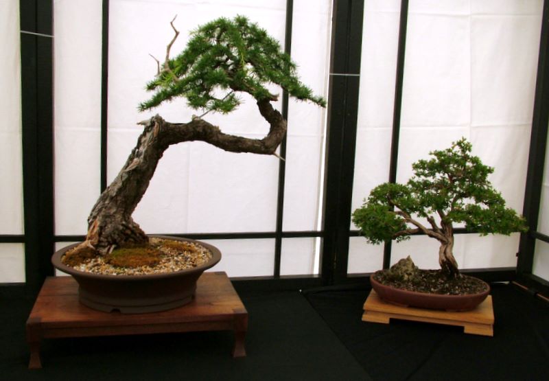 Dragon bonsai annual show set up. Dscf4621