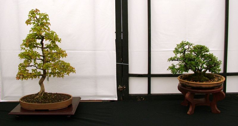Dragon bonsai annual show set up. Dscf4622