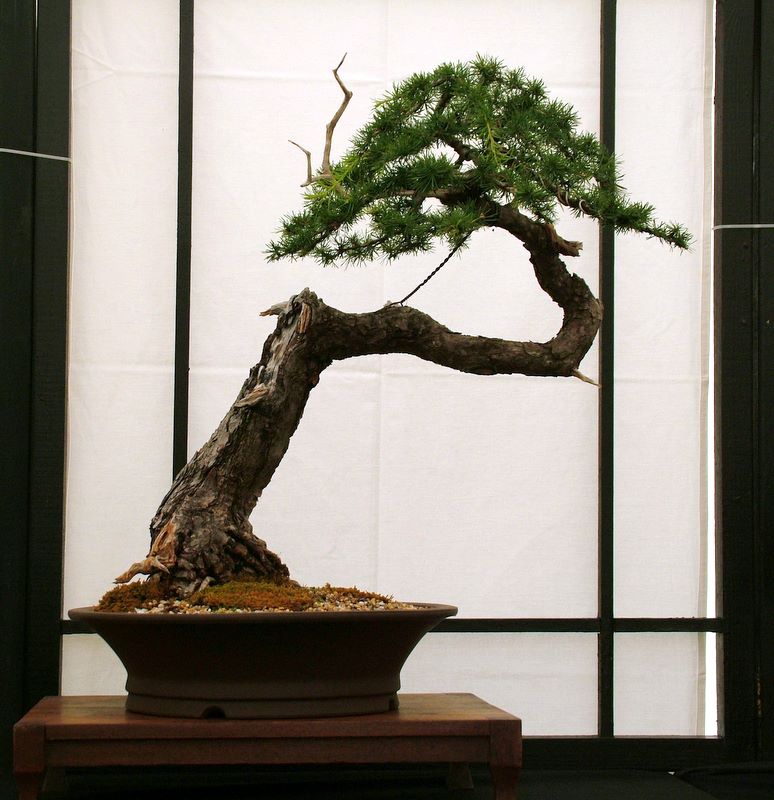 Dragon bonsai annual show set up. Dscf4623