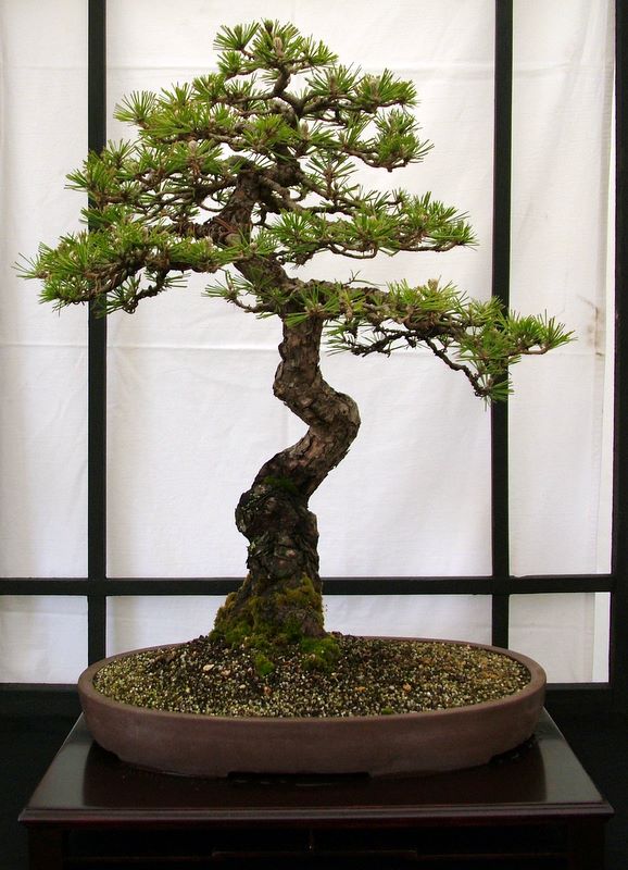 Dragon bonsai annual show set up. Dscf4626