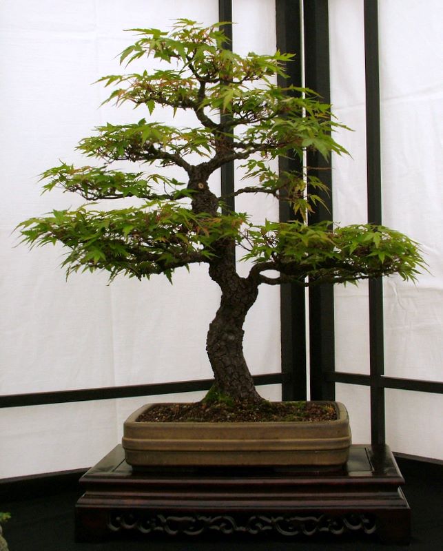 Dragon bonsai annual show set up. Dscf4628