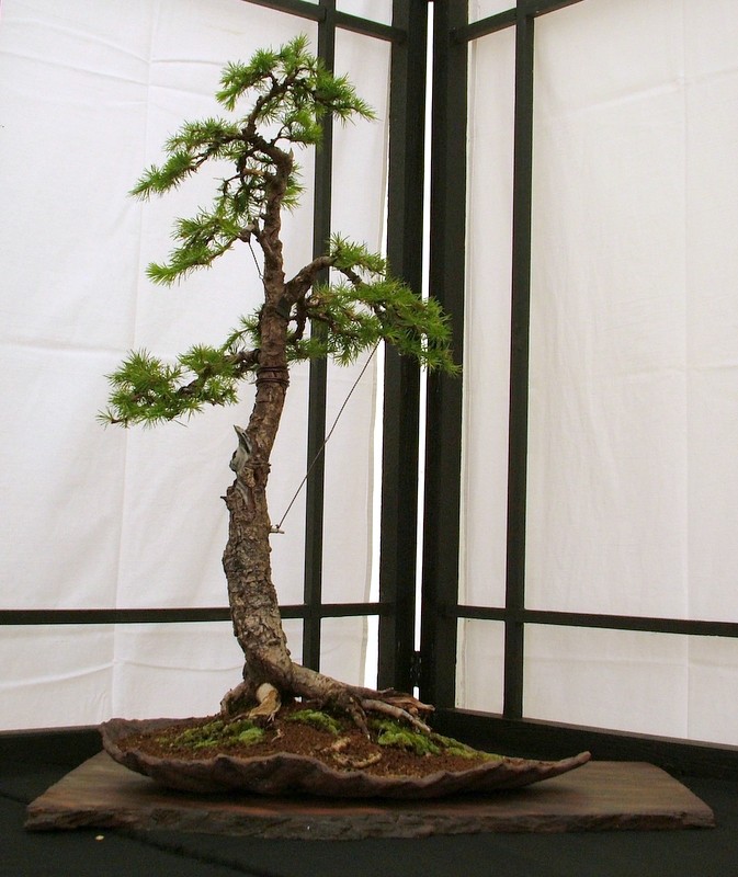 Dragon bonsai annual show set up. Dscf4630