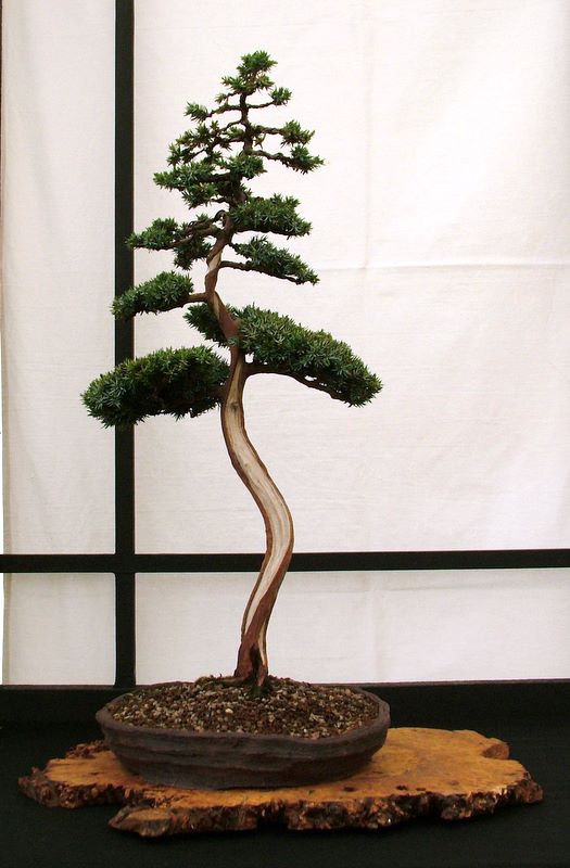 Dragon bonsai annual show set up. Dscf4632