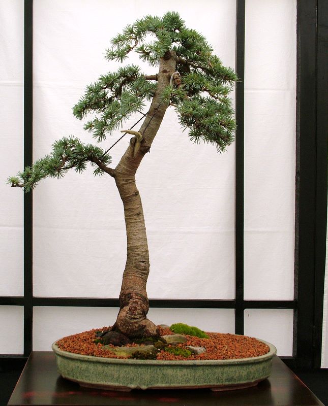 Dragon bonsai annual show set up. Dscf4633
