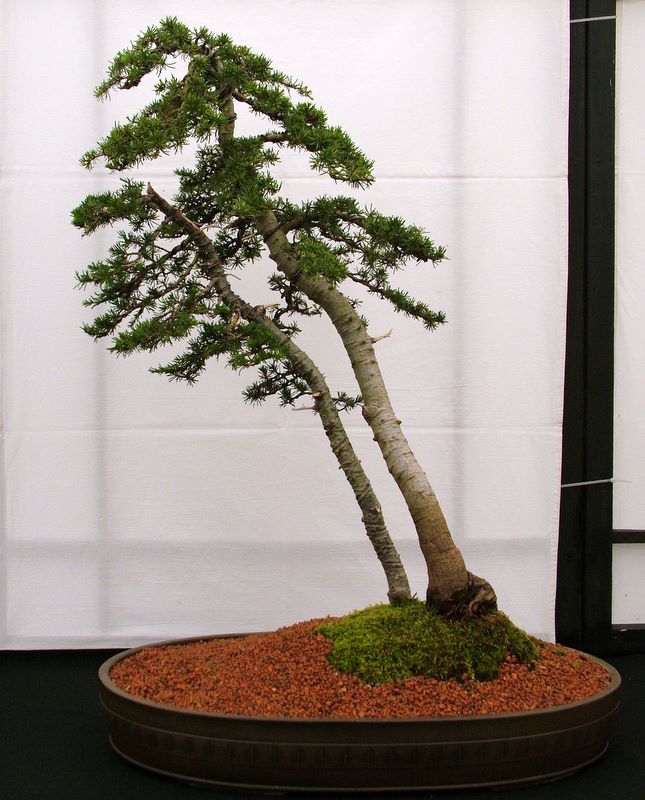Dragon bonsai annual show set up. Dscf4634
