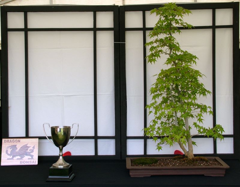 Dragon bonsai annual show set up. Dscf4712