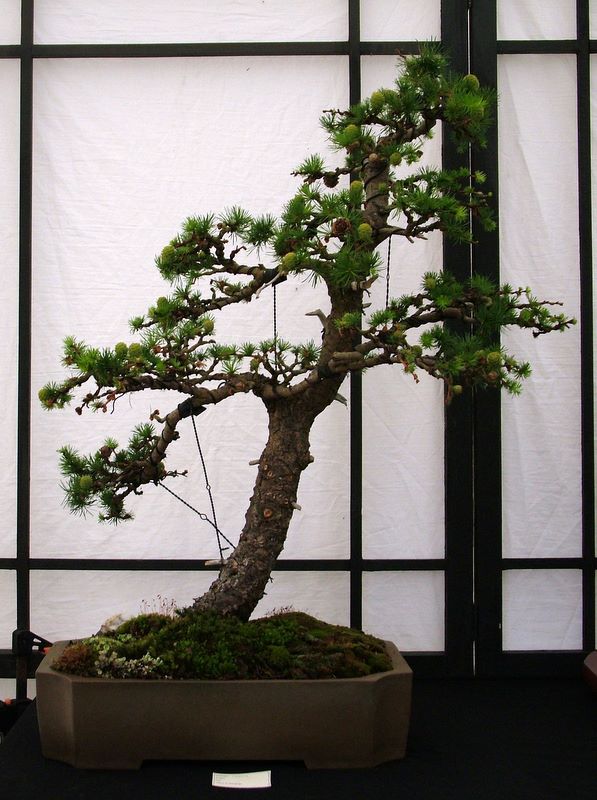 Dragon bonsai annual show set up. Dscf4713