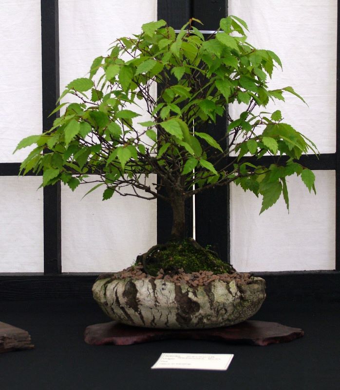 Dragon bonsai annual show set up. Dscf4714