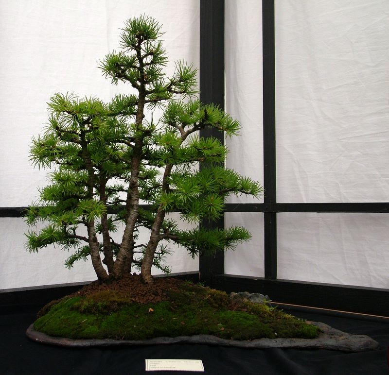 Dragon bonsai annual show set up. Dscf4715
