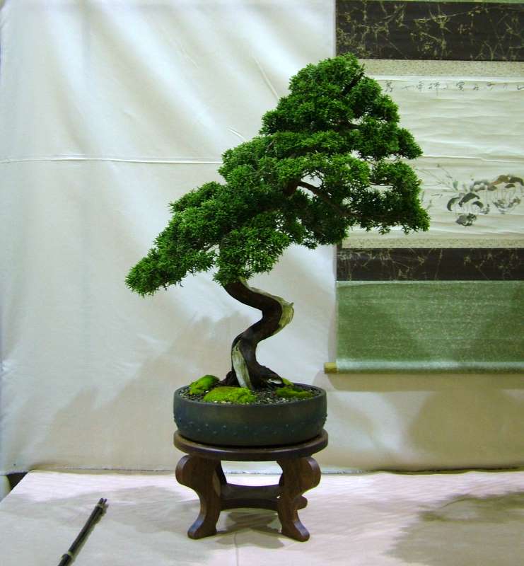 Dragon bonsai at The Swindon winter show. Dscf7611