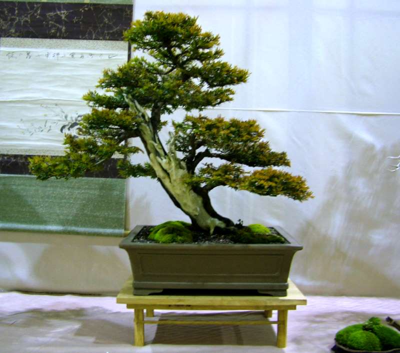 Dragon bonsai at The Swindon winter show. Dscf7612