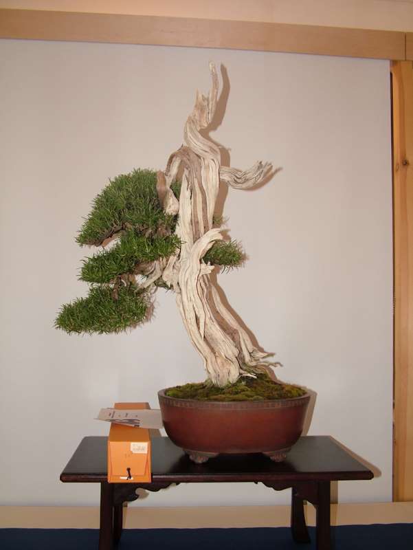 Best of British bonsai. Set-up Friday. Dscf8610