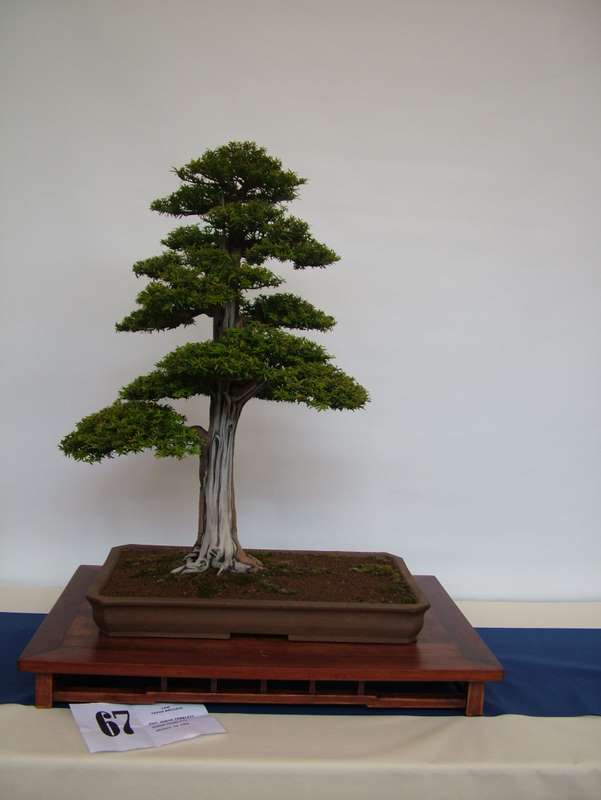 Best of British bonsai. Set-up Friday. Dscf8611