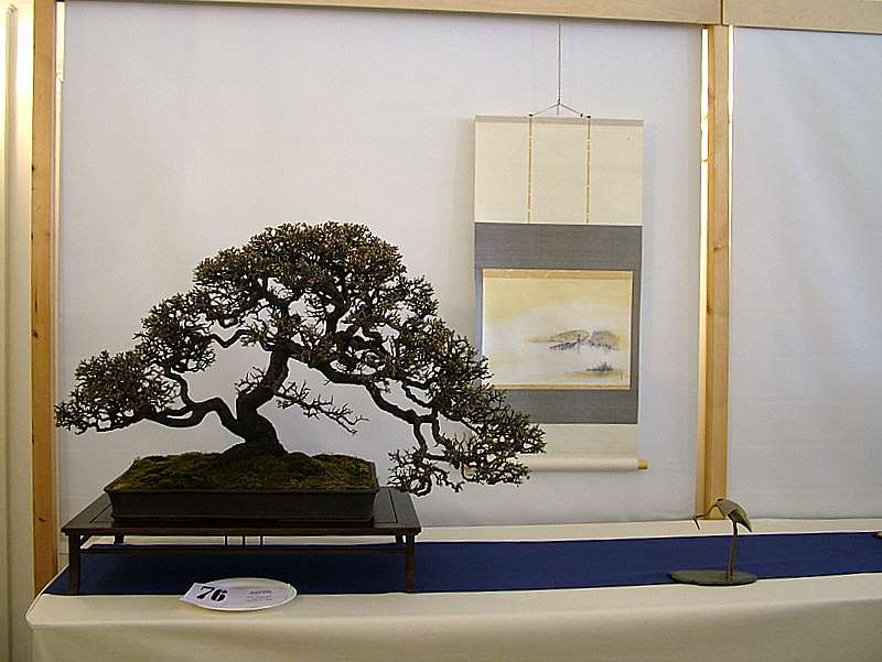 Best of British bonsai. Set-up Friday. Dscf8612