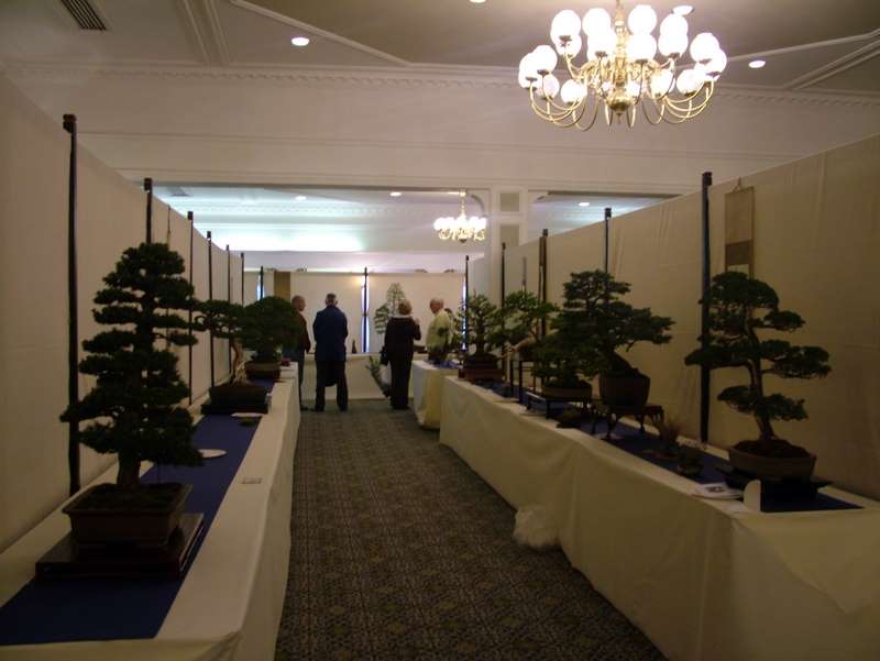 Best of British bonsai. Set-up Friday. Dscf8711