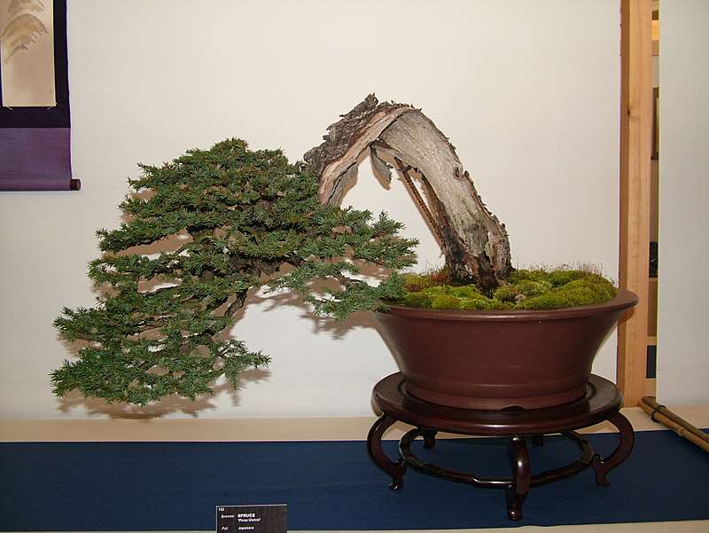 Best of British bonsai. Set-up Friday. Dscf8719