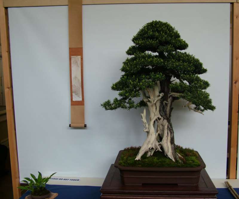 Best of British bonsai. Set-up Friday. Dscf8720