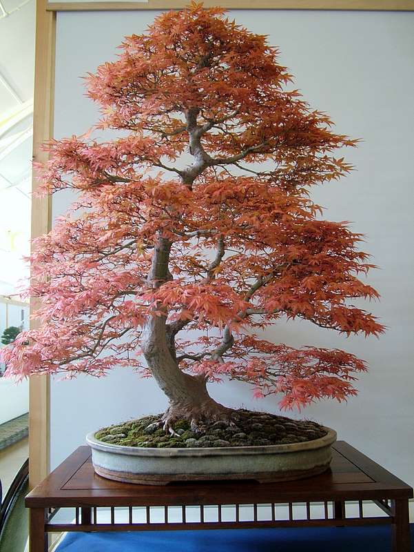 Best of British bonsai. Set-up Friday. Dscf8810
