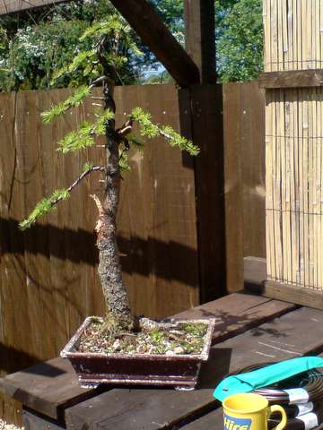 Busy bonsai weekend May20010